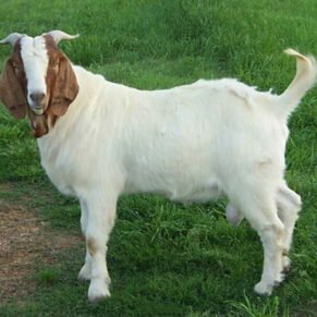 Kambing Qurban