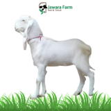 Kambing Betina Tipe E Berat 25-27 Kg