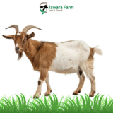 Kambing Jantan Tipe D Berat 22-24 Kg